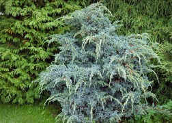 Juniperus squamata Meyeri / Bokros kék himalájai boróka